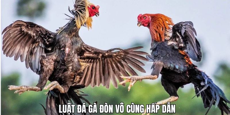 Bật mí quy tắc chọi gà đòn vô cùng chuẩn xác cho người mới bắt đầu