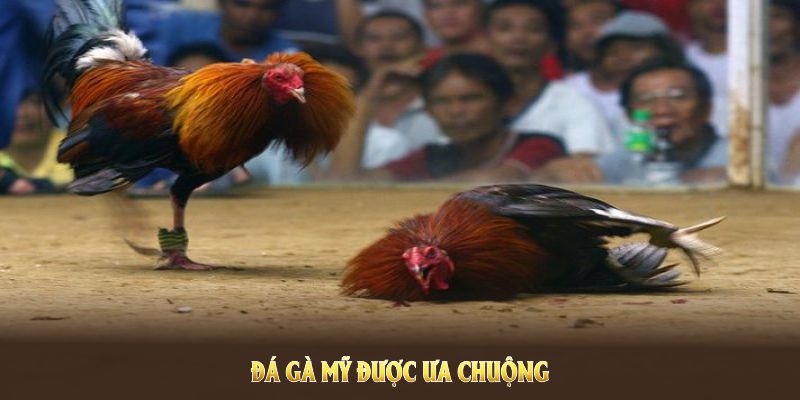 Đá gà Mỹ được ưa chuộng vì sự kịch tính và tỷ lệ thắng cao
