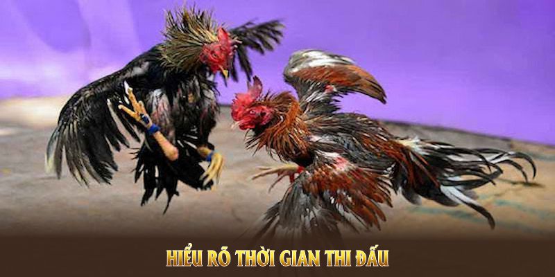 Đá gà Mỹ đòi hỏi người chơi hiểu rõ thời gian thi đấu và tiêu chí xếp hạng