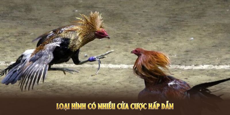 Loại hình có nhiều cửa cược hấp dẫn, mở ra đa dạng lựa chọn cho người chơi